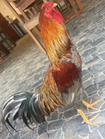 Rooster、ニワトリ