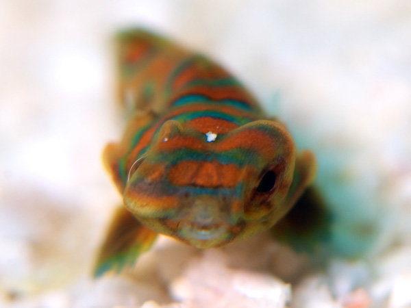 ニシキテグリの幼魚
