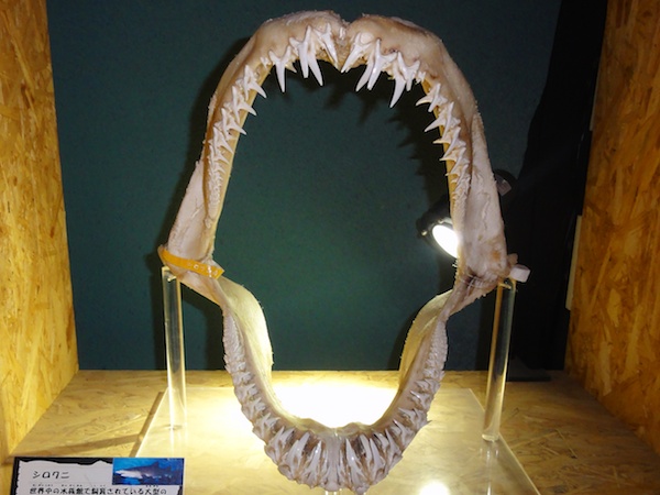 シロワニの歯
