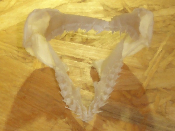エドアブラザメの歯