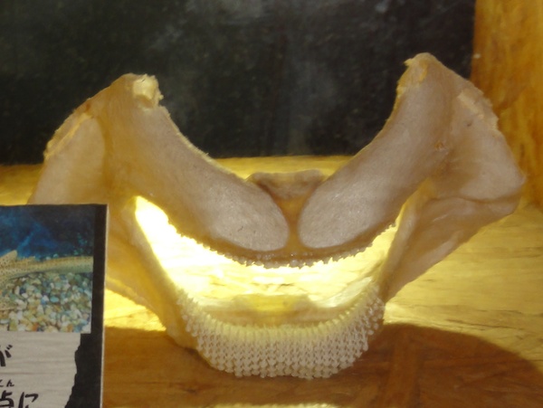 トラフザメの歯