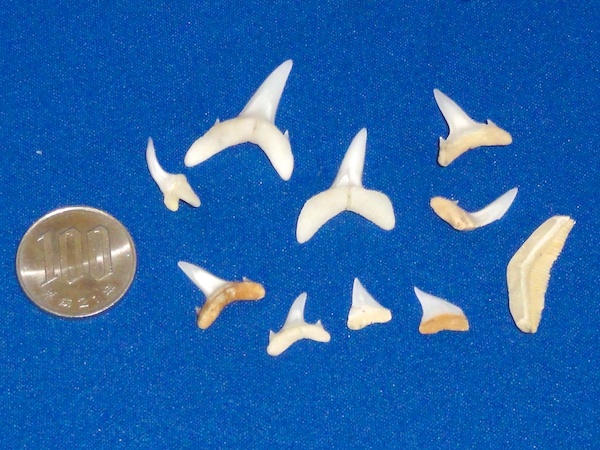マリンワールド海の中道パノラマ大水槽から持ち帰ったサメの歯
