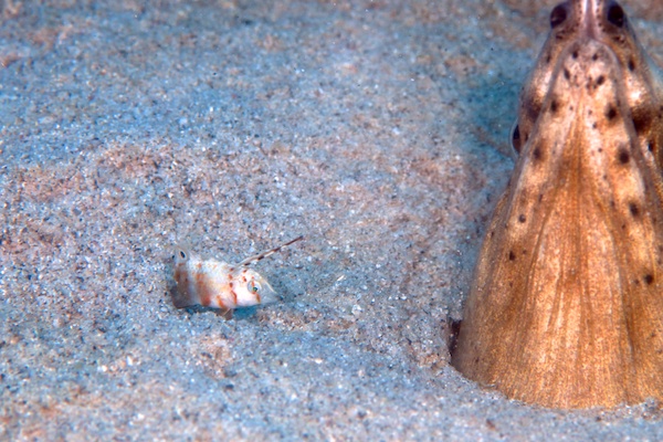 ホタテウミヘビとホシテンスの幼魚