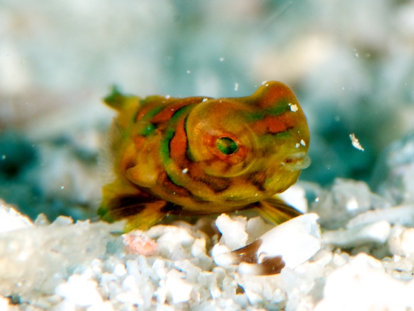 ニシキテグリの幼魚