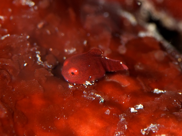 ダンゴウオの幼魚