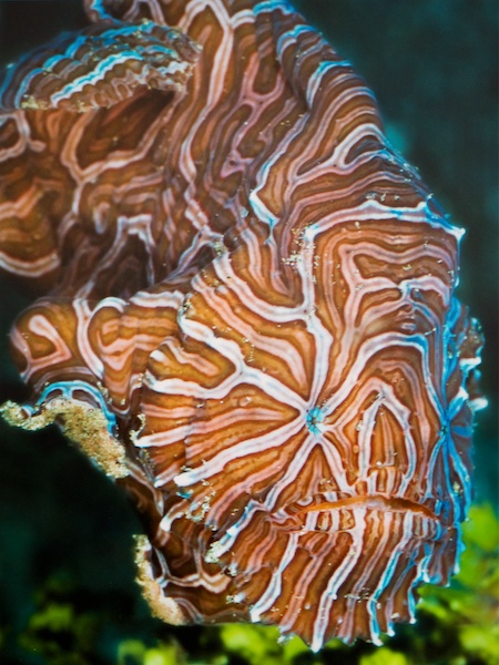 サイケデリカ（マルクカエルアンコウ）。Maluku Diversに飾られていた写真