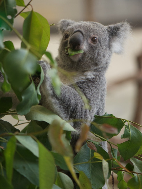 多摩動物公園のコアラ