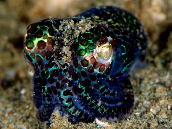 ニヨリミミイカ（ボブテイル・スクイード／Bobtail squid）