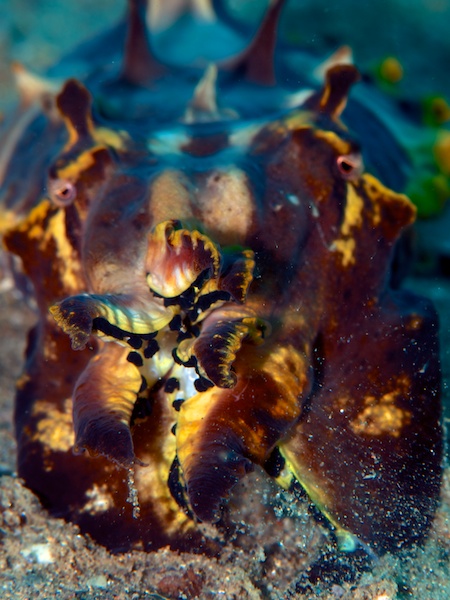 ハナイカ（Paintop Cuttlefish、Flamboyant Cuttlefish）