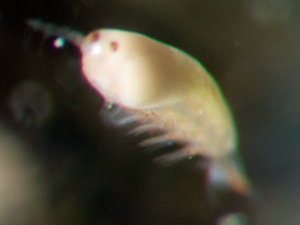 ボブテイル・スクイード（ニヨリミミイカ）の寄生虫