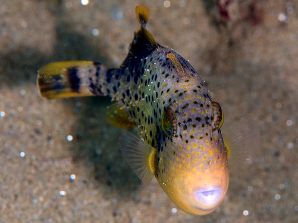 キヘリモンガラの幼魚