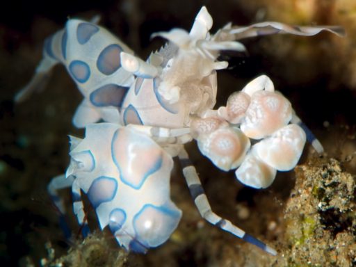 フリソデエビ（Harlequin shrimp）