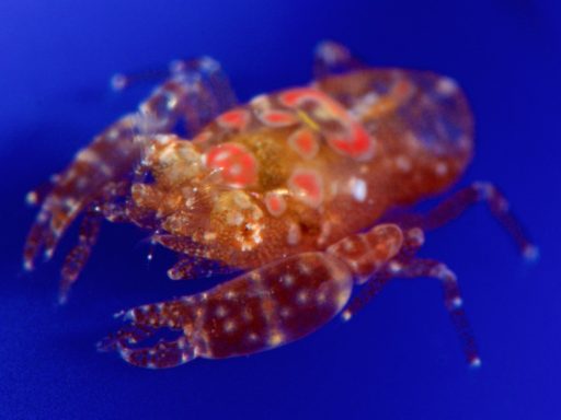 ホヤカクレエビ（Tunicate shrimp）