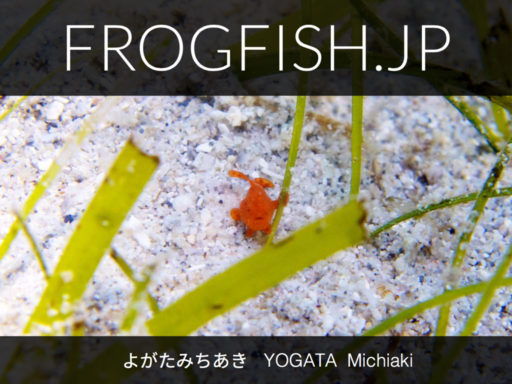 写真集『FROGFISH.JP』