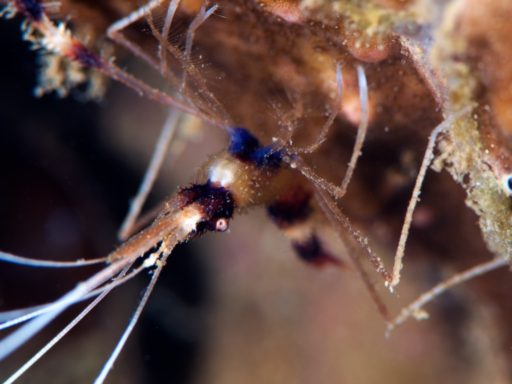 Banded Coral Shrimp（オトヒメエビ）