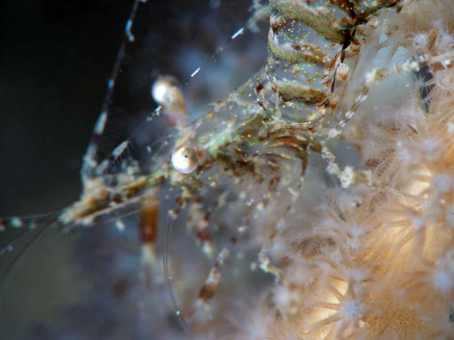 リロアンのYellow Speckled Shrimp