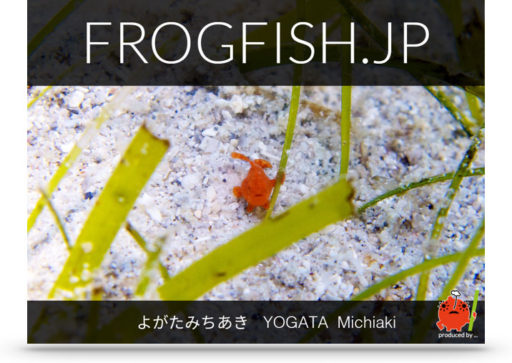 FROGFISH.JPの表紙イメージ