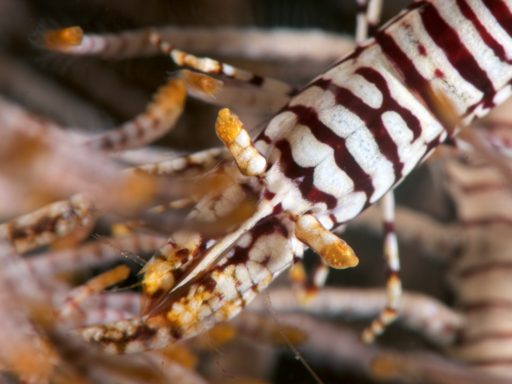 Leopard Crinoid Shrimp（バサラカクレエビ）