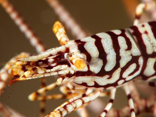 Leopard Crinoid Shrimp（バサラカクレエビ）