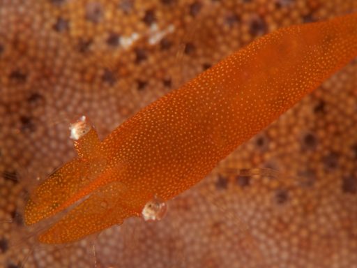 Sea star shrimp（ヒトデヤドリエビ）