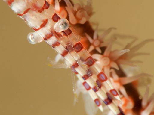 Banded tozeuma shrimp（ゴルゴニアンシュリンプ）