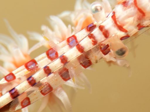 Banded tozeuma shrimp（ゴルゴニアンシュリンプ）