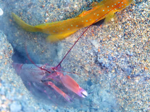 リロアンのBlue-Tailed ShrimpGobyと共生エビ