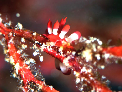 マリバゴ・ブルーウォーター沖のミナミヒロウミウシ