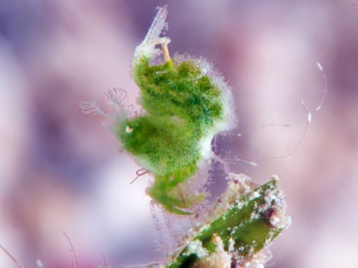 Algae shrimp