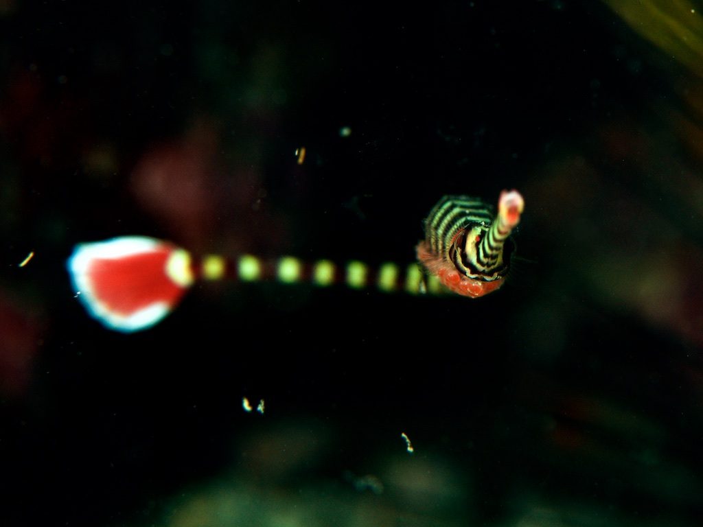 Ringed pipefish（オイランヨウジ）