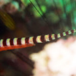 Ringed pipefish and eggs