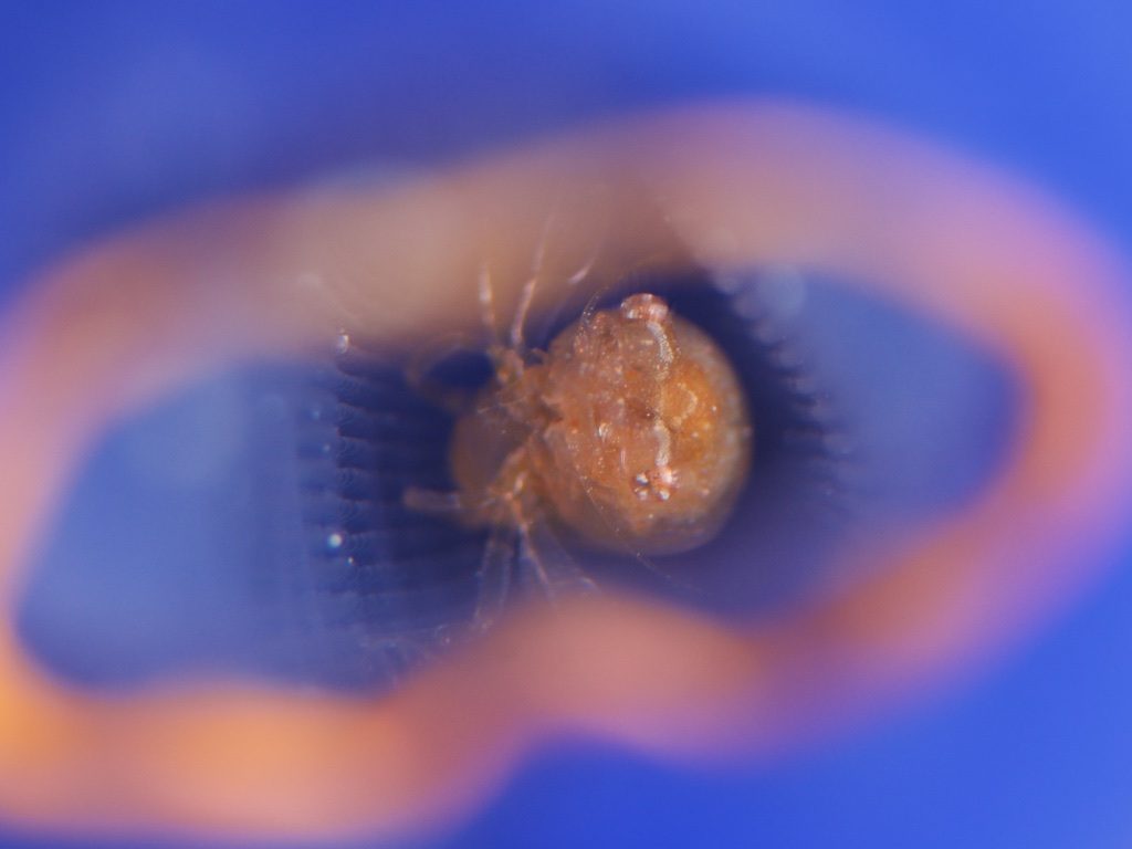 Tunicate shrimp（ホヤカクレエビ）