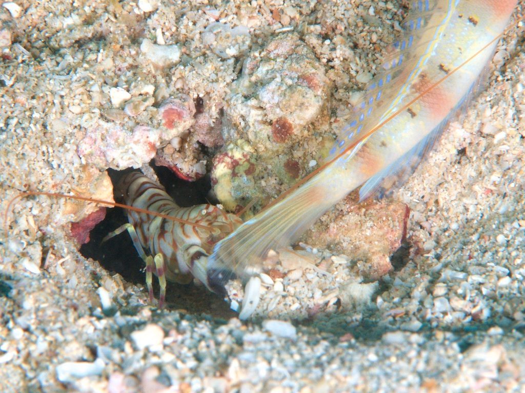 Snapping shrimp（テッポウエビ）
