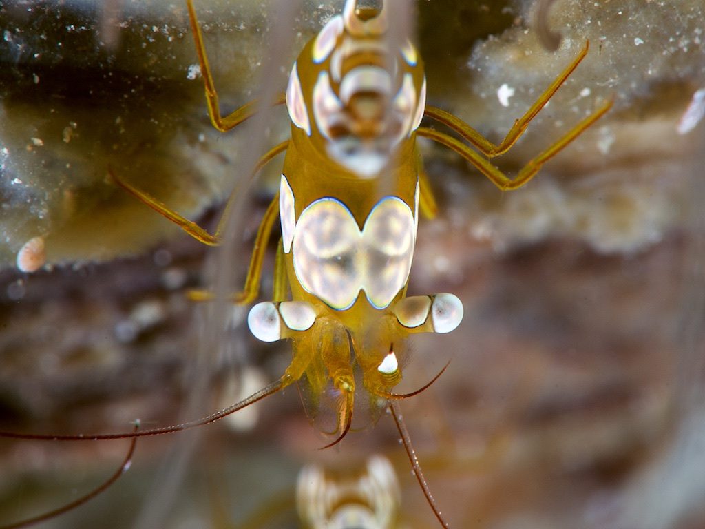 Sexy shrimp（イソギンチャクモエビ）