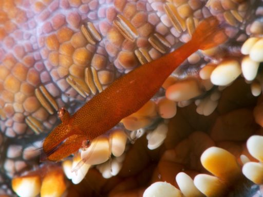 Seastar shrimp