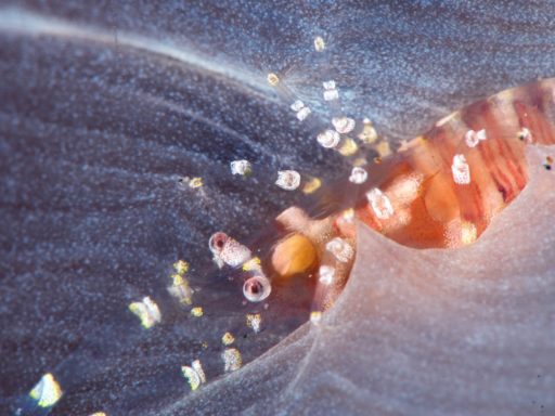 Hidden corallimorph shrimp（イソギンチャクモドキカクレエビ）