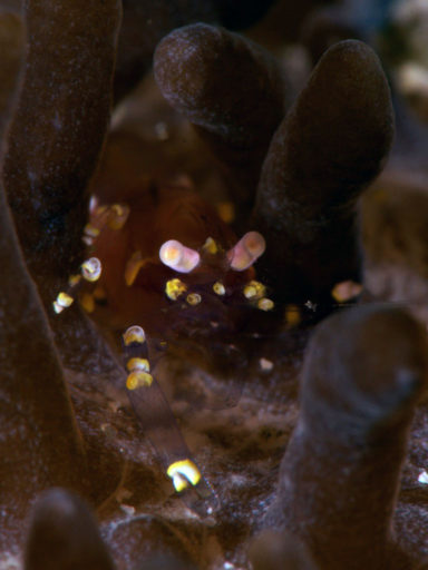 Hidden corallimorph shrimp（イソギンチャクモドキカクレエビ）