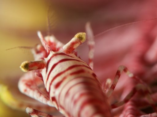 Leopard crinoid shrimp