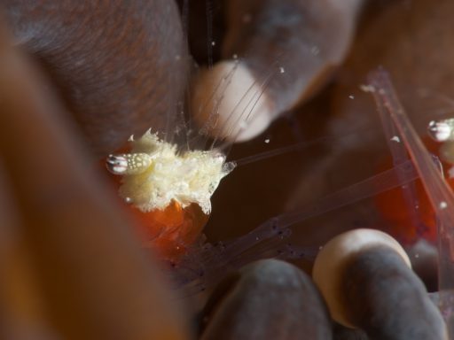 Mushroom coral shrimp（コロールアネモネシュリンプ）
