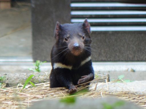 Tasmanian devil（タスマニアデビル）