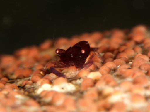 Sea star shrimp（ヒトデヤドリエビ）