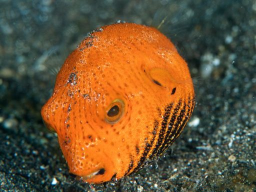 Orange pufferfish