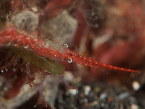 Ocellated tozeuma shrimp（トガリモエビの仲間）