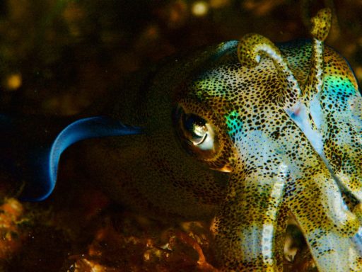 Giant cuttlefish（コブシメ）