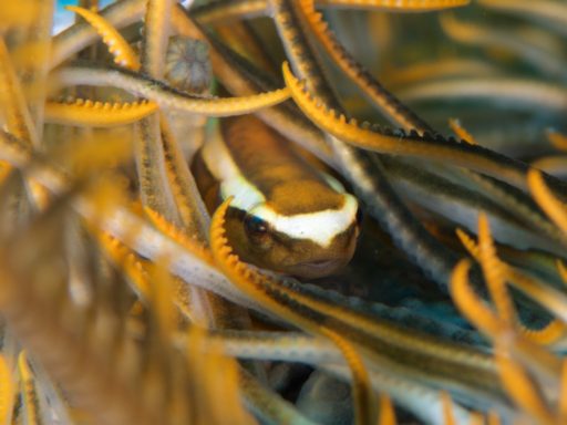 Crinoid clingfish（ウバウオ）