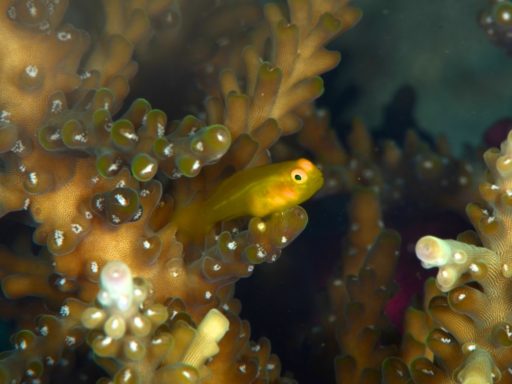 Redhead coralgoby