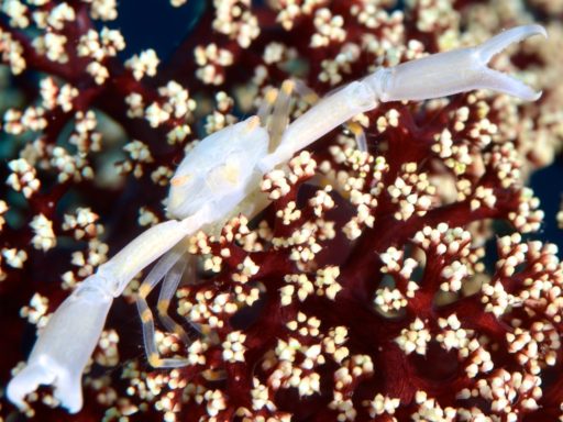 Crowned coral crab