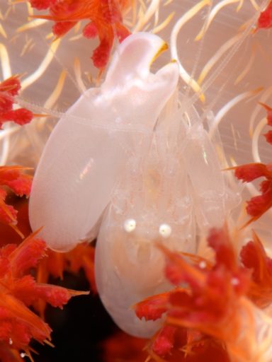 Soft coral snapping shrimp（トゲトサカテッポウエビ）