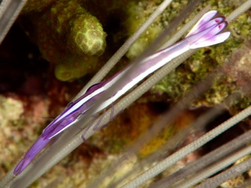 Purple urchin shrimp（ガンガゼカクレエビ）