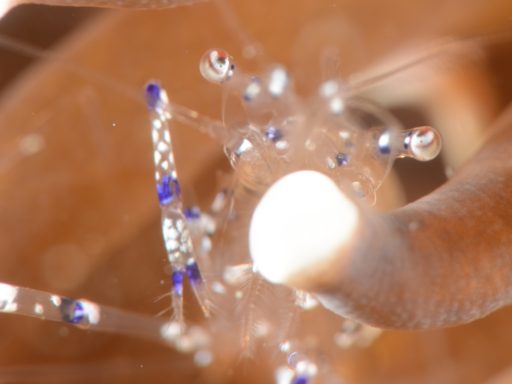 Graceful anemone shrimp（ニセアカホシカクレエビ）